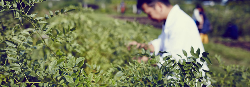 津軽甘草