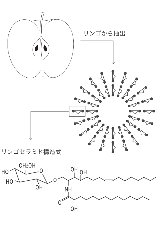 りんご由来セラミド