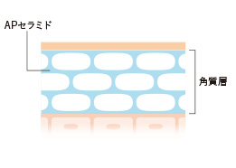 APセラミド